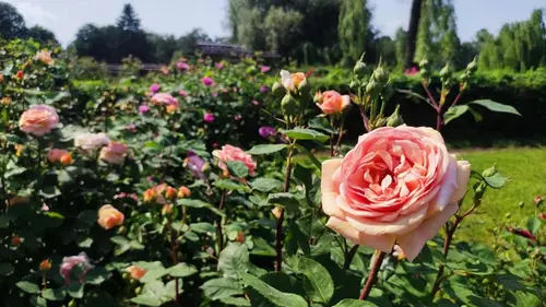 Когда сажать розы, чтобы они быстро прижились и обильно цвели