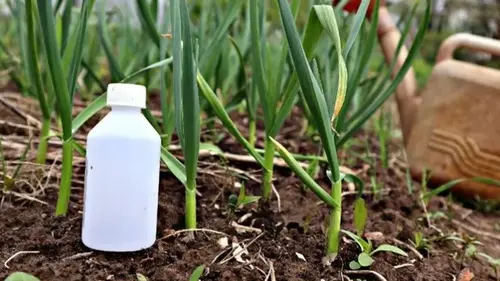 Аммиак для чеснока и лука: как защитить растения и увеличить урож...