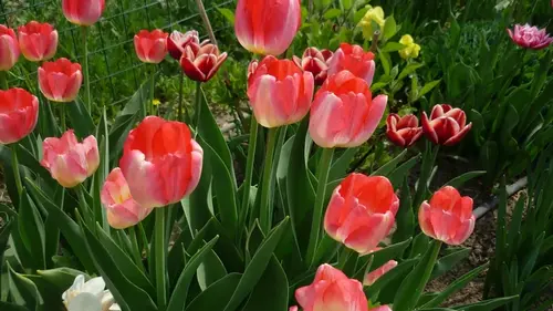 Почему вянут тюльпаны — ошибки, которые портят даже самые красивы...