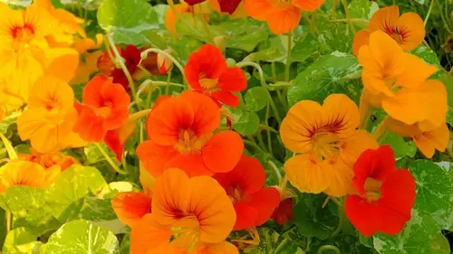 Настурции: известный садовод рассказал, как эти съедобные цветки защищ...