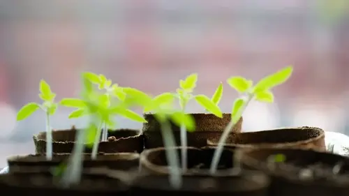 Как «закалить» рассаду перед посадкой и обязательно ли это делать