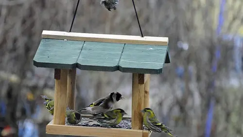 Людям, которые изготавливают кормушки для птиц и белок, присущи э...