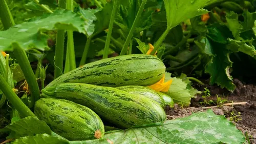 Такое «соседство» уничтожит кабачки за один сезон: что нельзя саж...