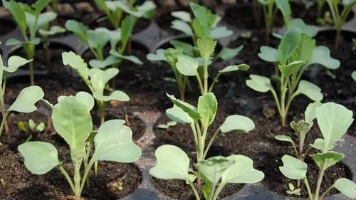 Рассада капусты не вытягивается и не болеет, если не совершать этих ош...