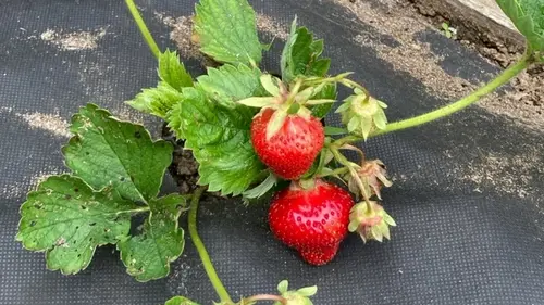 Люди постоянно допускают эти ошибки при уходе за клубникой: как н...