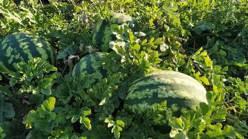 Чем подкормить дыни и арбузы после всходов, чтобы выросли большим...