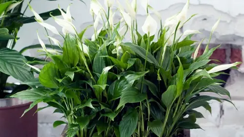 Спатифиллум будет процветать годами: садоводы рассказали, как выр...