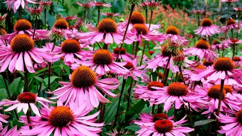 10 засухоустойчивых многолетников, которые практически не требуют...