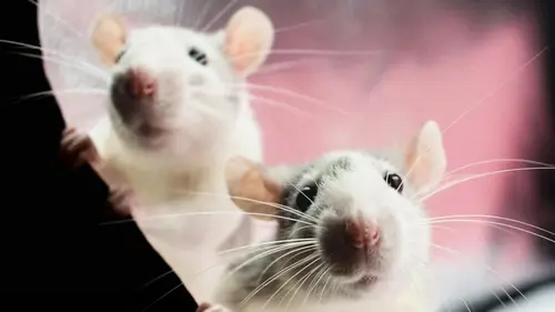 Крысы боятся одного продукта: простой способ «попросить» грызунов...