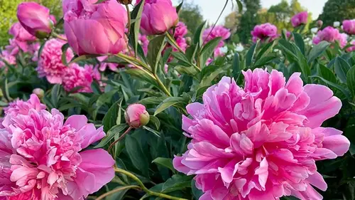Роскошные пионы: секреты ухода за цветами весной