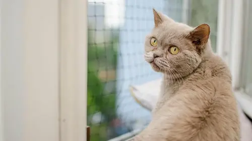 Как долго кота можно оставлять одного: ветеринары дали ответ