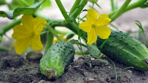 Огурцы взойдут за считанные дни: как садить, что класть в лунки, ...