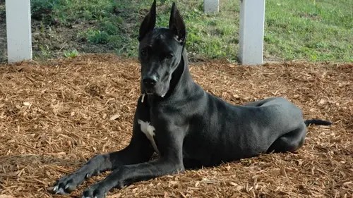 Несмотря на размеры, эта порода собак входит в рейтинг «самых спо...