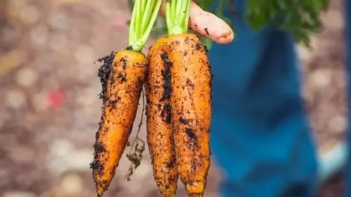 Как посеять морковь, чтобы потом ее не прорывать: хитрый лайфхак