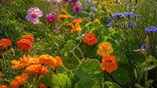 Какие цветы посеять сейчас для клумбы непрерывного цветения: прос...