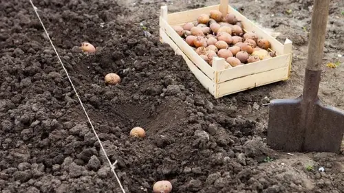 Что положить в лунку во время посадки картофеля