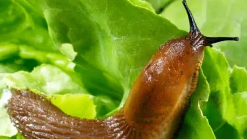 Как избавиться от улиток на капусте без химии, если их много безо...