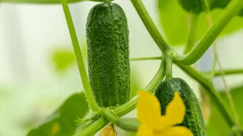 Чем подкормить огурцы после пересаживания: простой раствор для бы...