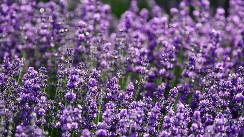 Как заставить лаванду цвести годами: что такое правило 8:8:8 и ка...