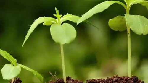 Стимуляторы роста растений — как сделать своими руками