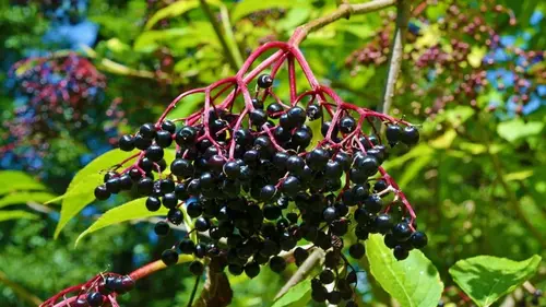 7 ягодных кустарников, которые растут даже в бедной почве: что по...