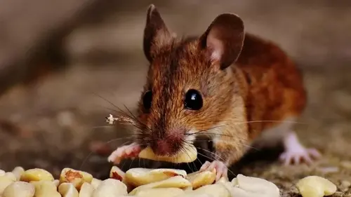 Мыши и крысы убегут за километр: какие привычные для нас запахи о...