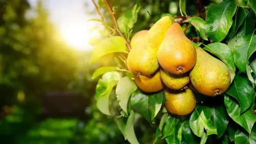 Диетологи назвали 9 продуктов, в которых клетчатки значительно бо...
