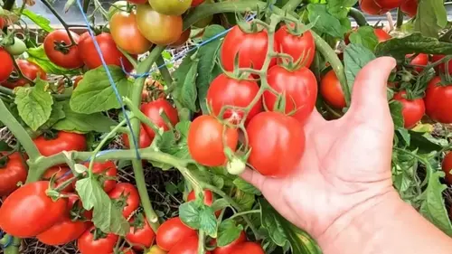 Лучшие сорта томатов для открытого грунта: вкусные и проверенные ...