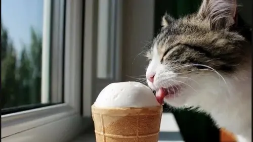 Можно ли давать коту мороженое: ветеринар ответил на популярный в...