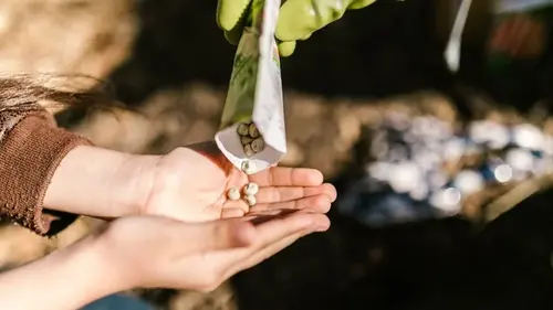Что сеять в июне, чтобы собрать урожай уже летом: лучшие огородны...