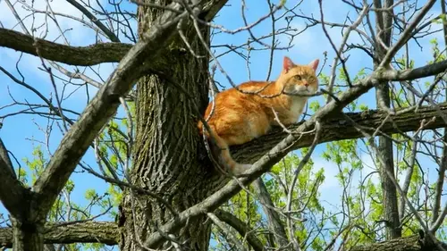 Что делать, если ваша кошка застряла на дереве: почему вообще кош...