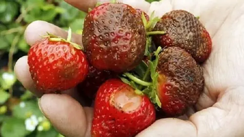 Болезни и вредители клубники: как с ними бороться — рассказали оп...