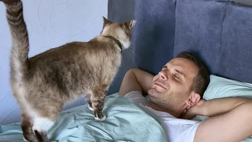 Почему кошки мнут хозяев лапами: вот что они хотят этим сказать