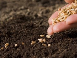 Как правильно высаживать семена?