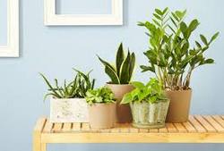 10 комнатных растений, не нуждающихся в особом уходе