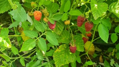 Где нельзя сажать малину, потому что она не приживется: 5 худших ...