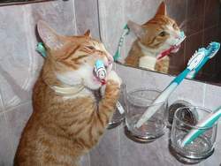 Как ухаживать за зубами кошки?