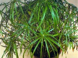Водяная пальма - идеальное растение для украшения дома: правильный уход в домашних условиях