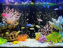 Как правильно чистить аквариум?