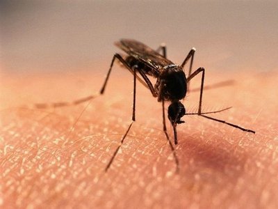 Чем мазать укусы комаров: самые эффективные народные средства