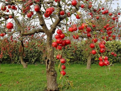 Как правильно сажать фруктовые деревья?