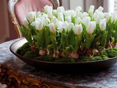 Выращивание очаровательных тюльпанов: как и когда их сажать на участке