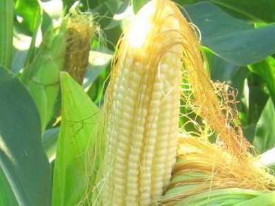 Полезные свойства кукурузных рылец