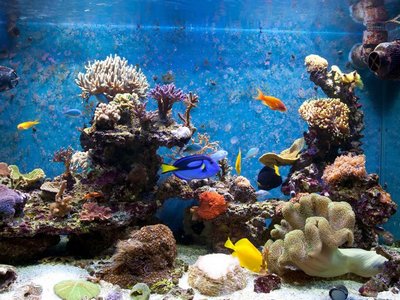 Как выбрать сухой корм для аквариумных рыбок