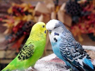 Что нужно знать о содержании попугая дома