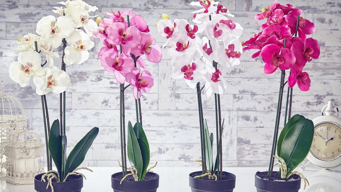 Орхидея: правильный уход за цветком в домашних условиях