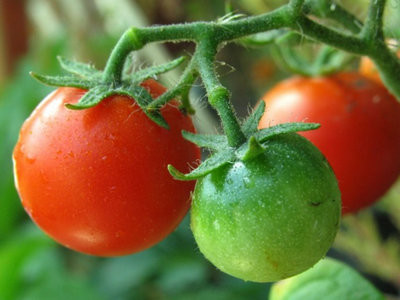 Почему чернеют зеленые помидоры на огороде?
