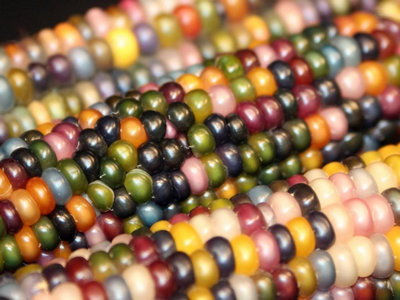 Необычная цветная кукуруза: что это за сорт и можно ли её есть?