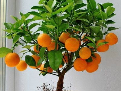 ​Как вырастить мандарин из косточки в домашних условиях