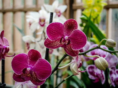 Почему орхидея больше не цветет?